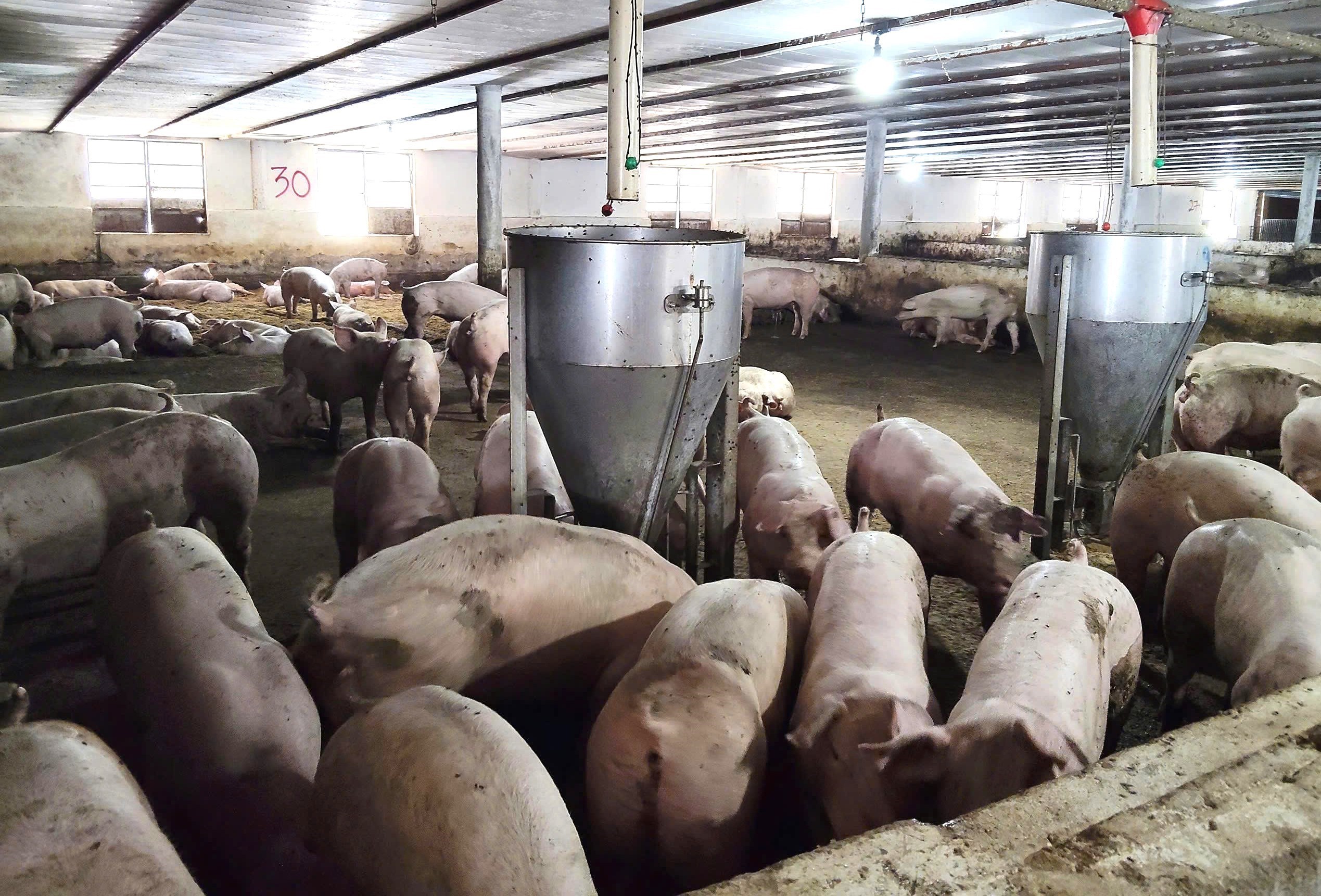 Chăn nuôi trên nền đệm lót sinh học là mô hình được công ty TNHH Trang Linh ứng dụng nhằm kiểm soát dịch bệnh, bảo vệ đàn vật nuôi. (Ảnh: Hương Giang/TTXVN